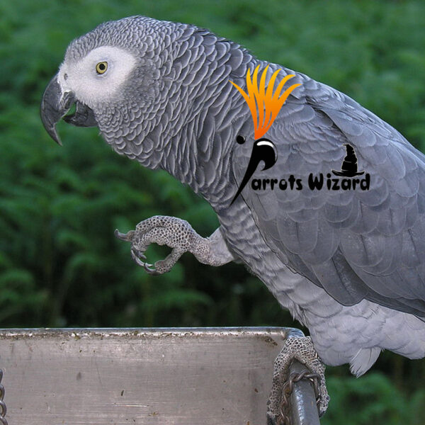 karada + sunflower mix Parrot Food 900 Grams