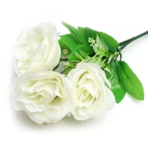 52116992109_107805c5f4_o_d-1000×1000-1.webp
